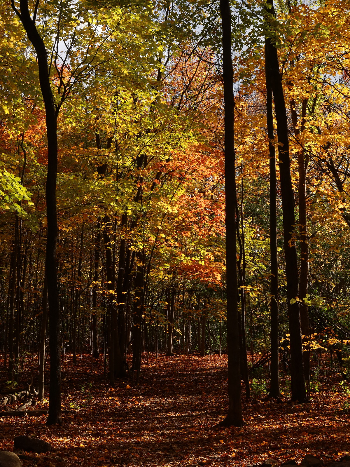 the beauty of angell woods