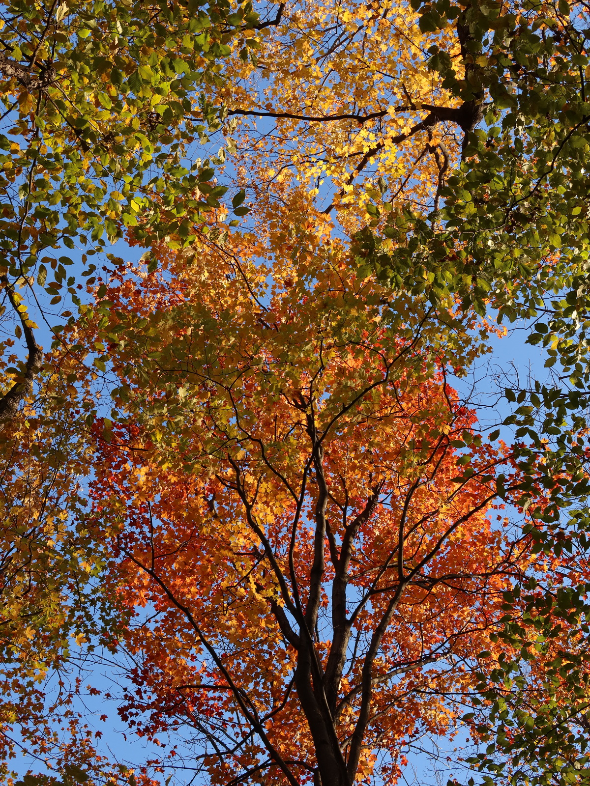 the beauty of angell woods