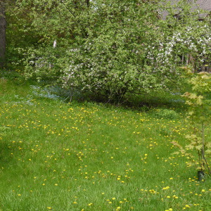 A beautiful natural spring time lawn