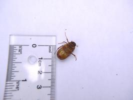 [European Chafer.]