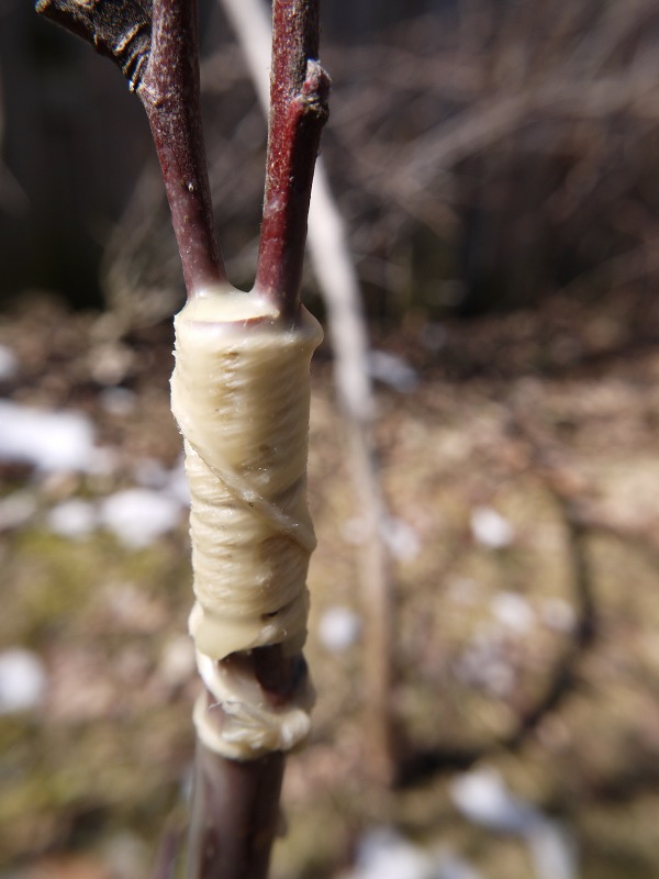 cleft graft with with grafting compound