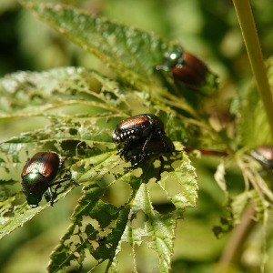 japanese beetle