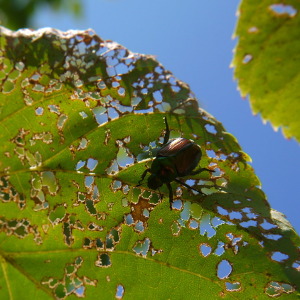 japanese beetle