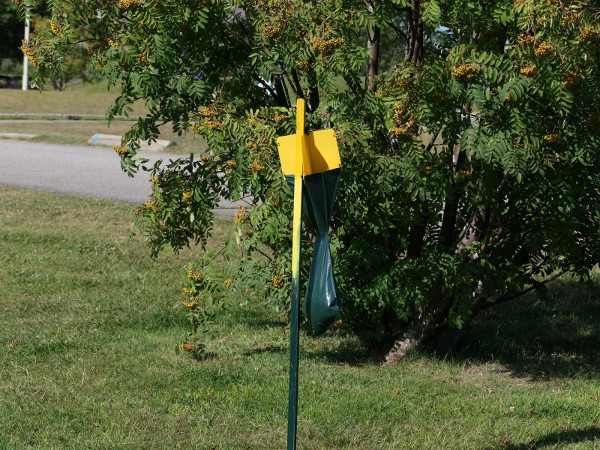 japanese beetle trap