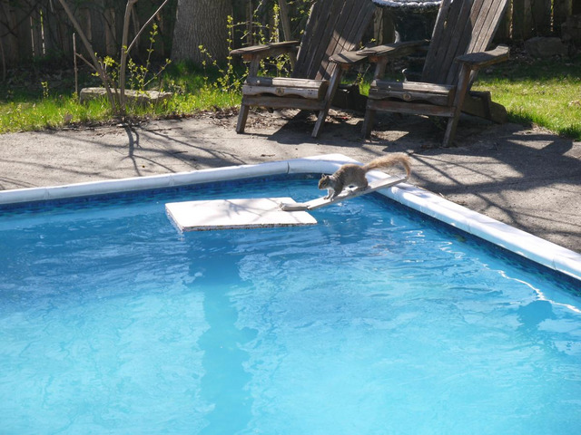 squrrel dringing water from the pool