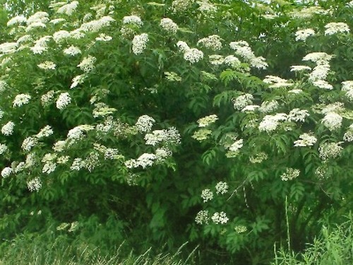 European Elder, sambucus nigra