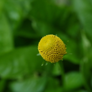 spilanthes plant