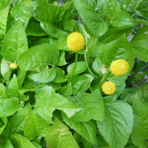 spilanthes plant