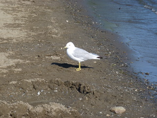 Lac Memphremagog