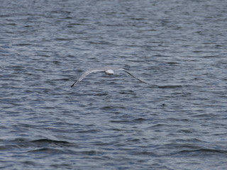 Lac Memphremagog