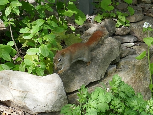 our squirrel peanut