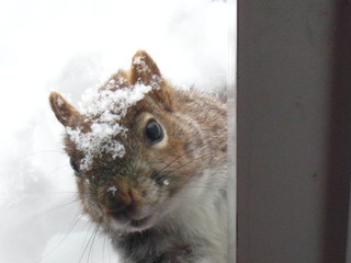 our squirrel Eicher