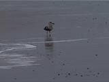 texel