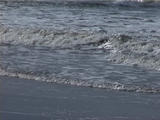 texel