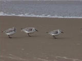 texel