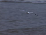 texel