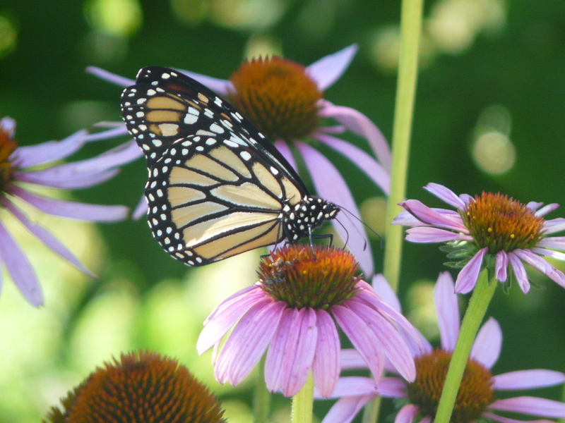 monarch butterfly