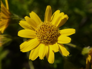 american arnica