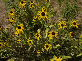 black eyed susan