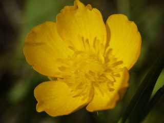 buttercup