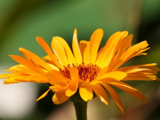 calendula