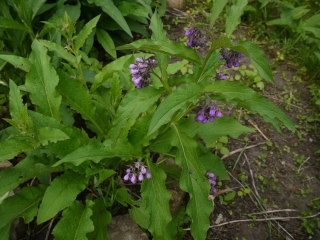 comfrey