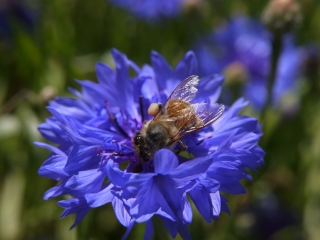 cornflower