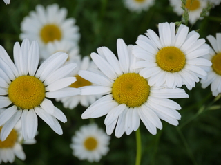 daisy