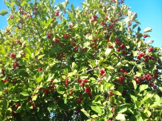 hawthorn