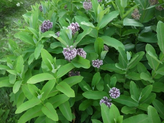 milkweed