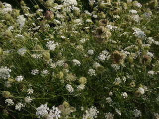 queen anne's lace