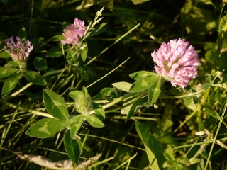 redclover