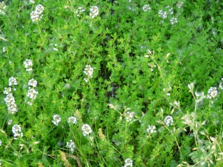 lemon thyme