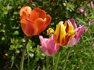 tulip