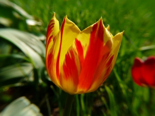 tulip