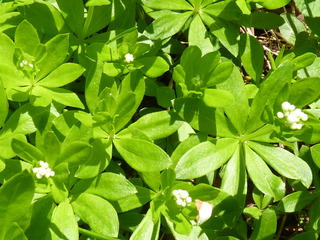 woodruff