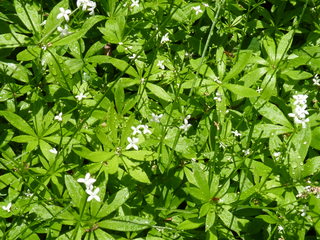 woodruff