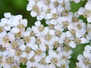 yarrow
