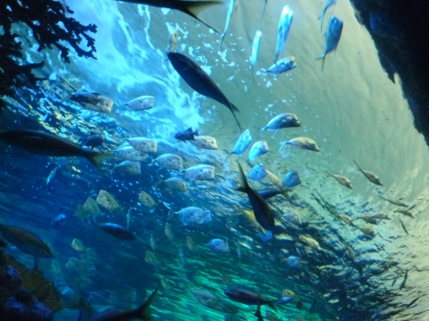 fish