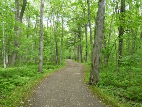 forest