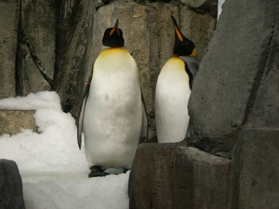 penguins in the Biodome in montreal