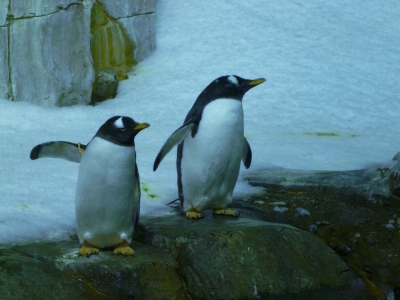 penguins in the Biodome in montreal