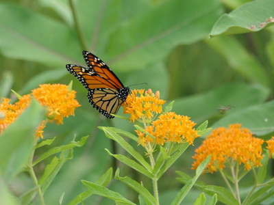 2019-07-28_1722-074-monarch_th.jpg