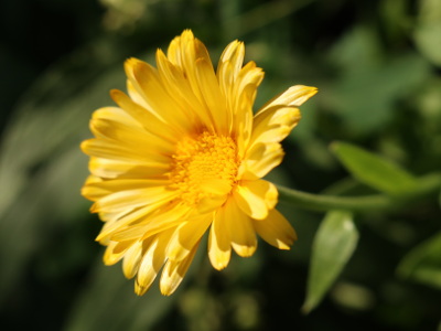 2020-08-12_1626-c68-calendula-flower_prt.jpg