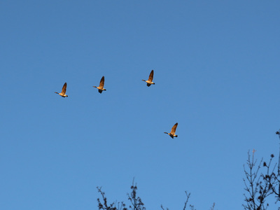 2020-10-11_1744-551-canada-geese_prt.jpg