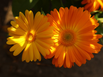 2020-10-23_1212-c63-calendula_prt.jpg