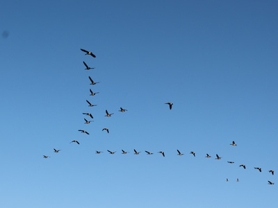 2020-11-08_1628-c21-canada-geese_prt.jpg