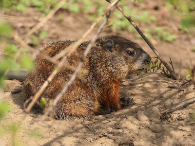 2021-04-24_1614-100-groundhog_prt.jpg