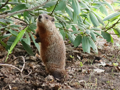 2021-04-26_1859-136-groundhog_prt.jpg