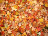 autum leaves